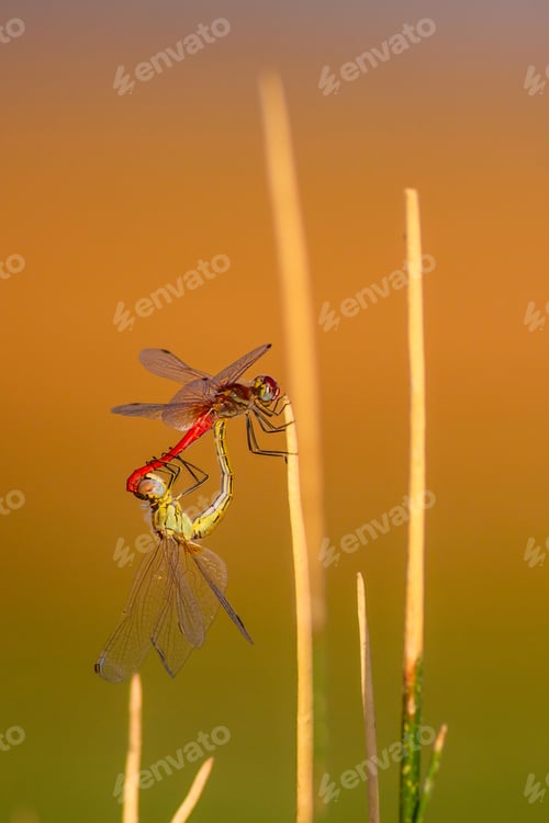 Preview: Cute Dragonflies. Colorful Nature Background.