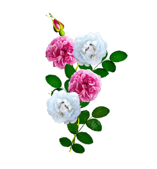Preview: Dog Rose (Rosa Canina) Flowers On A White Background