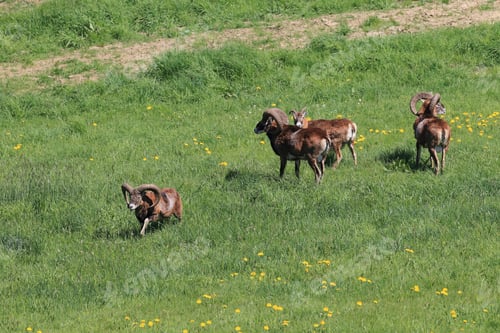 Preview: Big European Mouflon ( Ovis Orientalis ) On The Grassland Wild Animal In The Nature Habitat, Saxony