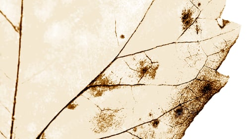 Preview: Texture With Rotten Leaves With Fibers