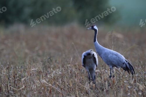 Preview: Common Cranes In The Field Mecklenburg Germany