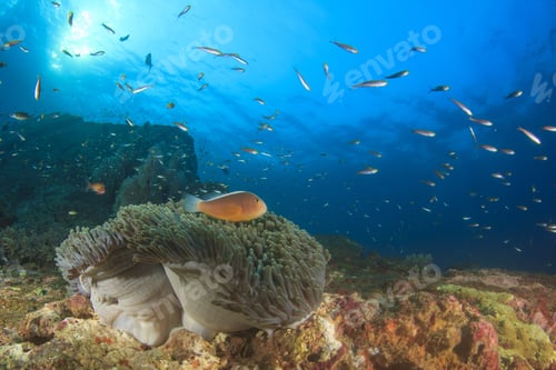 Preview: Skunk Anemonefish On Ocean Coral Reef Underwater