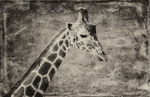 Preview: Giraffe Isolated On Textured Grunge Background