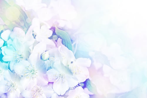 Preview: Spring Landscape With Delicate Jasmine Flowers