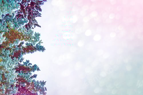 Preview: Frozen Winter Forest With Snow Covered Trees.