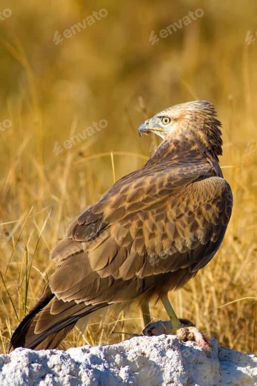 Preview: Buzzard. Natural Background.