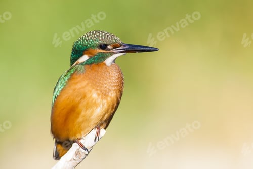 Preview: Cute Little Colorful Bird. Kingfisher. Green Yellow Nature Background. Bird: Common Kingfisher