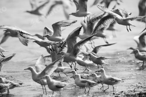 Preview: A Highkey Image Of Black-Headed Gulls In Flying At Tubli Bay, Bahrain