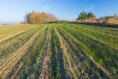 Preview: Green Field At Autumn Landscape