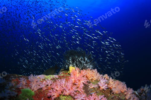 Preview: Featherstars On Coral Reef