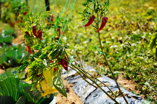 Preview: Paprika In The Garden Agriculture