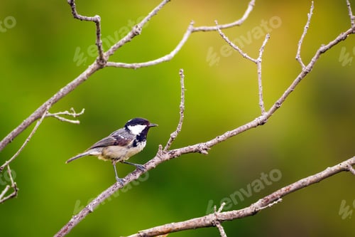 Preview: Forest And Cute Bird. Nature Background. Coal Tit / Periparus Ater