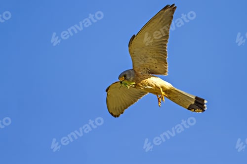 Preview: Flying Falcon And Its Hunt. Blue Sky Background. Bird: Lesser Kestrel. Falco Naumanni.