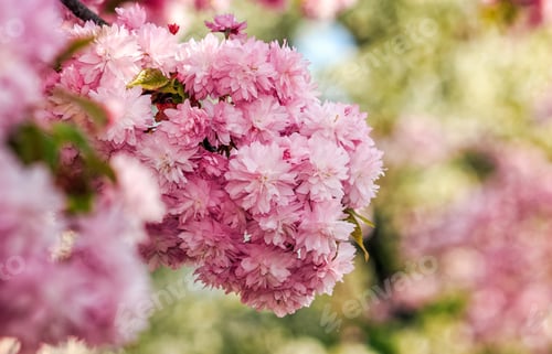 Preview: Beautiful Spring Background With Pink Sakura Flowers Closeup On A Branch On The Blurred Background