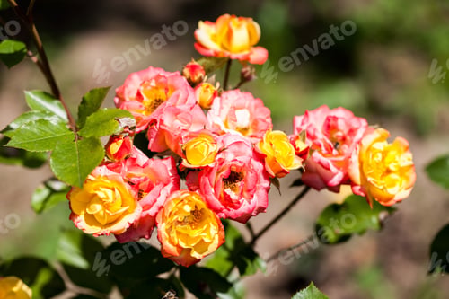 Preview: Colorful, Beautiful, Delicate Rose Petals And Details