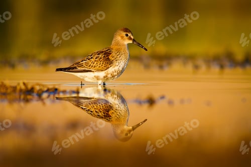 Preview: Cute Water Bird. Natural Background