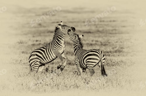 Preview: Vanishing Africa: Vintage Style Image Of Zebras In The Ngorongoro Crater, Tanzania