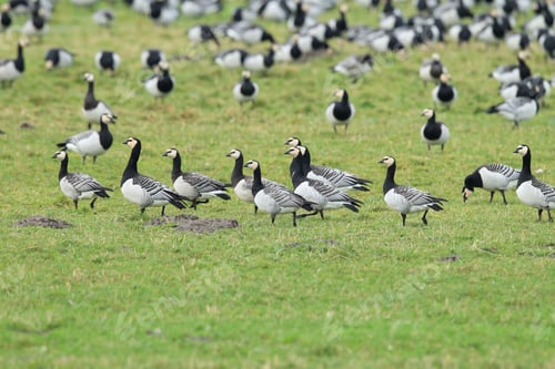 Preview: Branta Leucopsis, Barnacle Goose, Zingst Germany