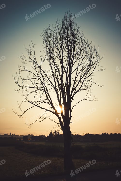 Preview: Dead Tree At Sunrise