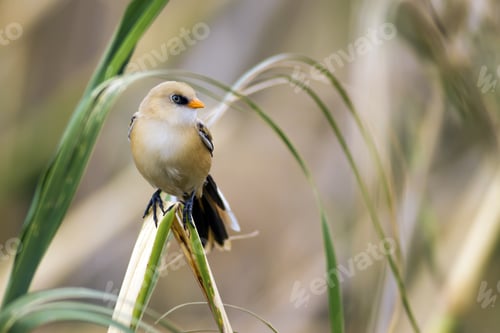 Preview: Cute Little Bird. Yellow Green Nature Background. Bird: Bearded Reedling.