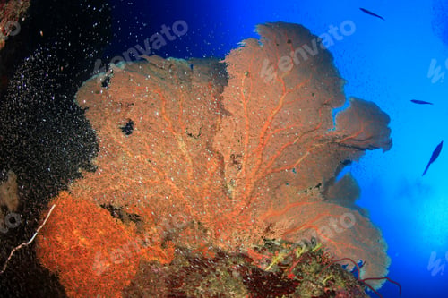 Preview: Coral Reef And Fish Underwater In Ocean
