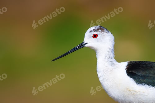 Preview: Cute Bird Portrait. Colorful Nature Background. Common Water Bird.
