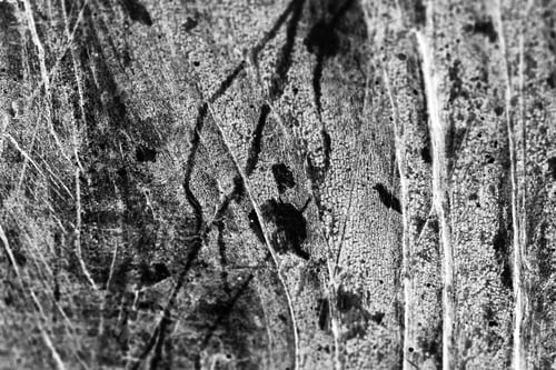 Preview: Black And White Wood Texture From Very Old, Weathered Piece On Wood From A Fence