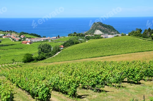 Preview: Vineyard Near Getaria On The Atlantic Coast