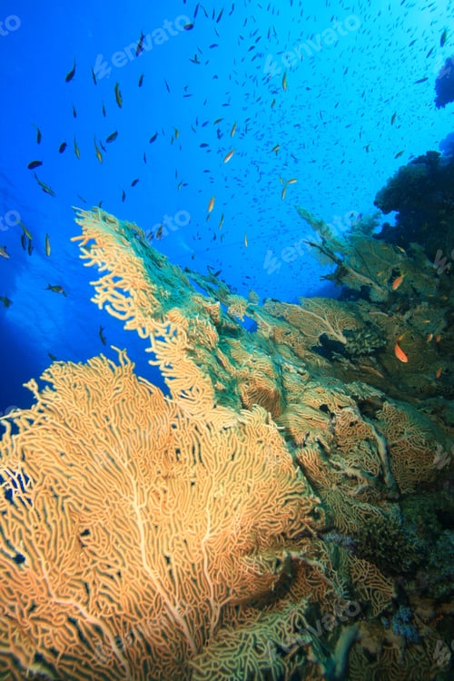 Preview: Gorgonian Fan Coral