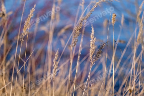 Preview: Grass Bents On Blur Background In Spring