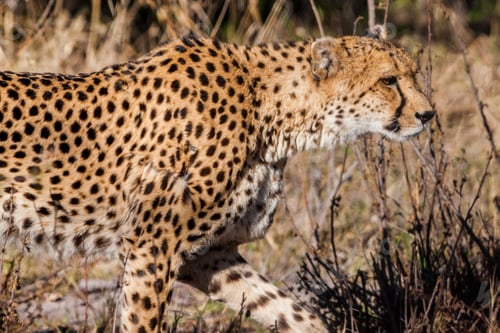Preview: Cheetahs (Acinonyx Jubatus Soemmeringii) In The Okavango-Delta In Botswana