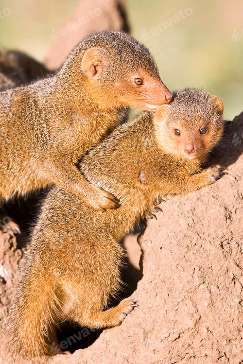 Preview: Dwarf Mongoose Couple In The Serengeti National Park, Tanzania
