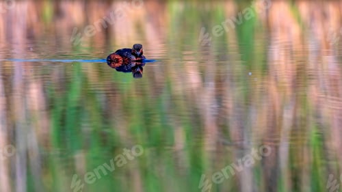 Preview: Water And Swimming Bird. Swimming Grebe. Yellow Green Water Reflections Background. Bird: Black