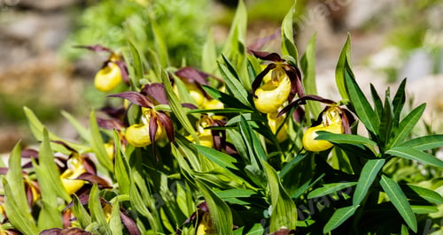 Preview: Pink And Yellow Venus Slipper Orchids, Cypripedioideae Flower In The Garden