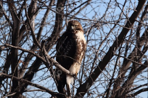 Preview: Red-Tailed Hawk (Buteo Jamaicensis) - Bosque Del Apache National Wildlife Refuge, New Mexico,Usa