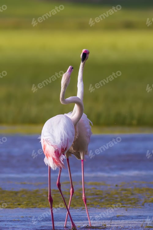 Preview: Love Nature Flamingos Greater Flamingo / Phoenicopterus Roseus