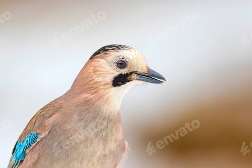 Preview: Cute Bird Eurasian Jay. Garrulus Glandarius. White Winter Background.
