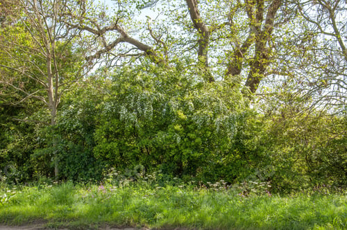 Preview: Summer Trees And Hedgerow.