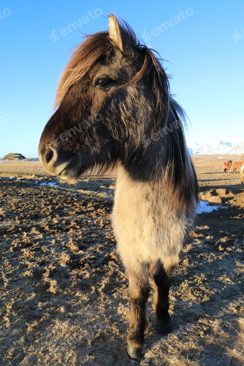 Preview: Wild Horses,Iceland Horses , South Coast, Iceland