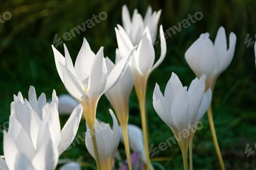 Preview: White Colchicum Bloom In The In An Autumn Garden.