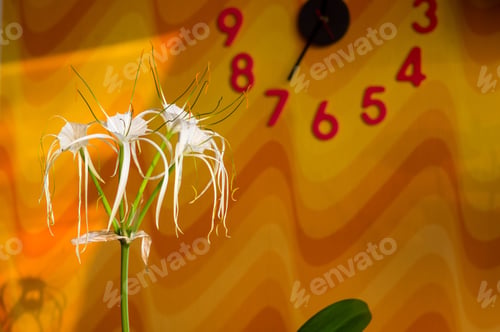 Preview: Caribbean Spider-Lily, Unique Style White Flower On Multicolored Background