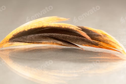 Preview: Colorful Rooster Feather With Details And Reflexions