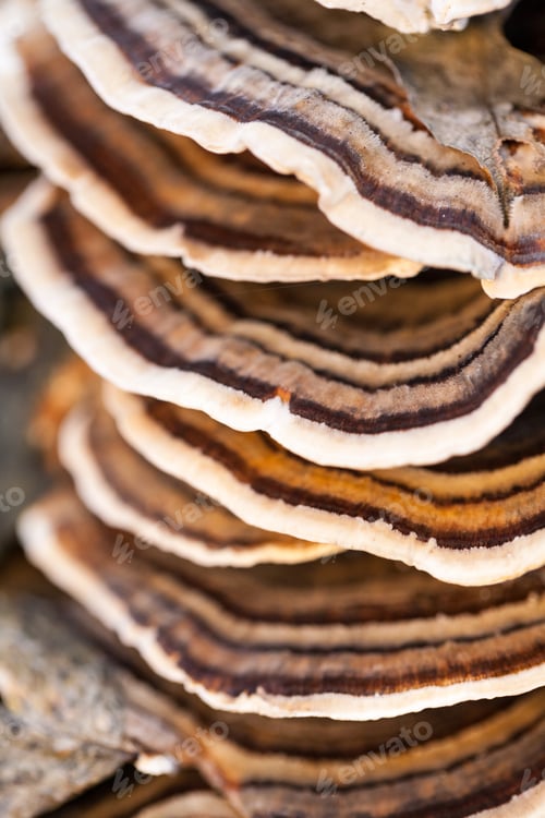 Preview: Colorful Tree Mushrooms On An Old Trunk With Natural Background - Beautiful Details