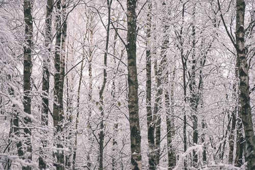 Preview: Birch Trees On A Cold Day In The Snowy Winter Forest With Fog And Frost - Vintage Film Effect