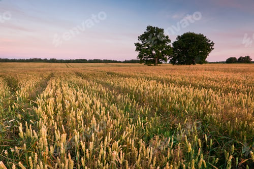 Preview: Cereal Fields At Sunset