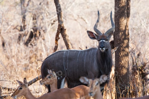 Preview: Male Kudu Antelope In The South Luangwa National Park, Zambia.