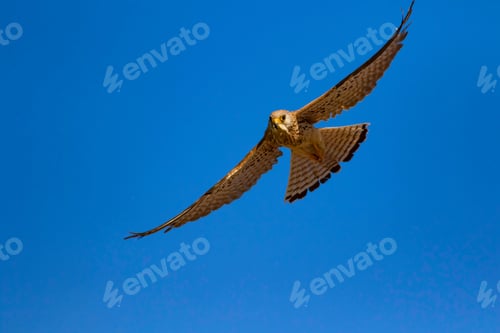 Preview: Flying Falcon With Its Hunt. Bird: Lesser Kestrel. Falco Naumanni. Blue Sky Background.