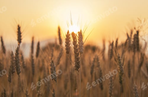 Preview: Sunset Over The Wheat Field. Photograph Was Taken In A Village Rodine, Slovenia. Macro Of Wheat And