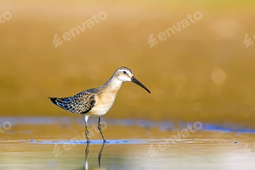 Preview: Water And Waterfowl. Bird: Curlew Sandpiper. Colorful Nature Habitat Background.