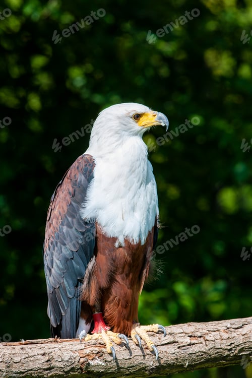 Preview: African Fish Eagle (Haliaeetus Vocifer)